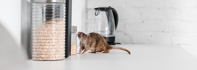 Trusted Experts Pest Control​ in london